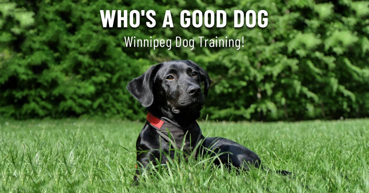 Who's a Good Dog. Winnipeg Dog Training